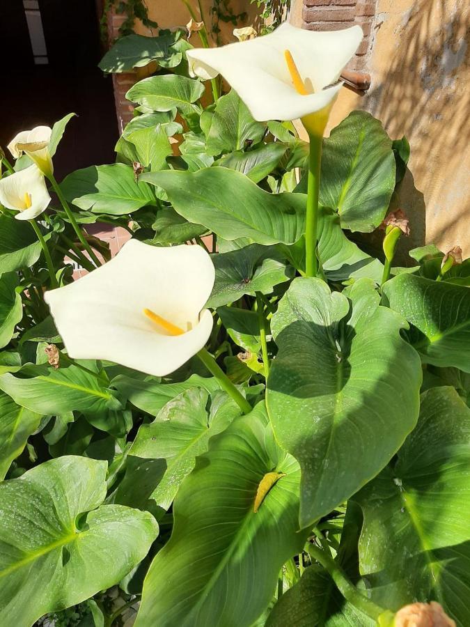 Ferienwohnung Il Giardino Sul Corso Scafati Exterior foto